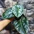 Kép 6/12 - Alocasia  Golden Bone