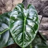 Kép 2/12 - Alocasia  Golden Bone