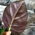 Kép 4/12 - Alocasia  Golden Bone