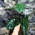 Kép 5/12 - Alocasia  Golden Bone