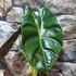 Kép 7/12 - Alocasia  Golden Bone