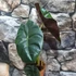 Kép 8/12 - Alocasia  Golden Bone