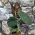 Kép 9/12 - Alocasia  Golden Bone