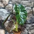 Kép 10/12 - Alocasia  Golden Bone