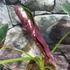 Kép 11/12 - Alocasia  Golden Bone