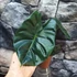 Kép 12/12 - Alocasia  Golden Bone