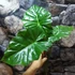 Kép 2/7 - Alocasia Portodora - óriás elefántfül