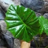 Kép 3/7 - Alocasia Portodora - óriás elefántfül