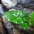 Kép 4/7 - Alocasia Portodora - óriás elefántfül