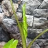 Kép 7/7 - Alocasia Portodora - óriás elefántfül