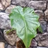 Kép 6/7 - Alocasia Portodora - óriás elefántfül