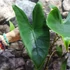 Kép 7/15 - Alocasia zebrina