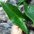 Kép 2/15 - Alocasia zebrina