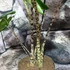 Kép 3/15 - Alocasia zebrina