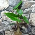 Kép 5/15 - Alocasia zebrina