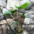 Kép 4/15 - Alocasia zebrina