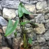 Kép 9/15 - Alocasia zebrina