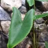 Kép 10/15 - Alocasia zebrina