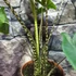 Kép 11/15 - Alocasia zebrina