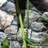 Kép 12/15 - Alocasia zebrina