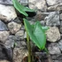 Kép 13/15 - Alocasia zebrina