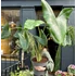 Kép 1/15 - Alocasia zebrina