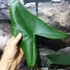 Kép 14/15 - Alocasia zebrina
