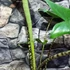 Kép 15/15 - Alocasia zebrina