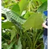 Kép 8/15 - Alocasia zebrina