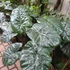 Kép 4/11 - Alocasia sarawakensis Yucatan Princess, óriás elefántfül