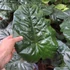 Kép 3/11 - Alocasia sarawakensis Yucatan Princess, óriás elefántfül