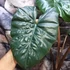 Kép 7/11 - Alocasia sarawakensis Yucatan Princess, óriás elefántfül