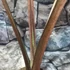 Kép 8/11 - Alocasia sarawakensis Yucatan Princess, óriás elefántfül