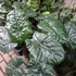 Kép 9/11 - Alocasia sarawakensis Yucatan Princess, óriás elefántfül