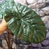 Kép 10/11 - Alocasia sarawakensis Yucatan Princess, óriás elefántfül
