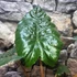 Kép 11/11 - Alocasia sarawakensis Yucatan Princess, óriás elefántfül
