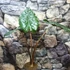 Kép 6/11 - Alocasia sarawakensis Yucatan Princess, óriás elefántfül