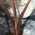 Kép 2/11 - Alocasia sarawakensis Yucatan Princess, óriás elefántfül