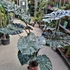 Kép 1/11 - Alocasia sarawakensis Yucatan Princess, óriás elefántfül