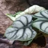 Kép 3/6 - Alocasia Silver Dragon