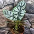 Kép 4/6 - Alocasia Silver Dragon
