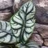 Kép 5/6 - Alocasia Silver Dragon
