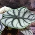 Kép 2/6 - Alocasia Silver Dragon