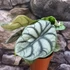 Kép 6/6 - Alocasia Silver Dragon