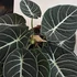Kép 1/6 - Alocasia 'Black Velvet'