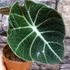Kép 3/6 - Alocasia 'Black Velvet'