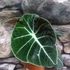Kép 5/6 - Alocasia 'Black Velvet'