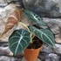 Kép 4/6 - Alocasia 'Black Velvet'