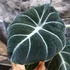 Kép 6/6 - Alocasia 'Black Velvet'