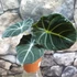 Kép 2/6 - Alocasia 'Black Velvet'
